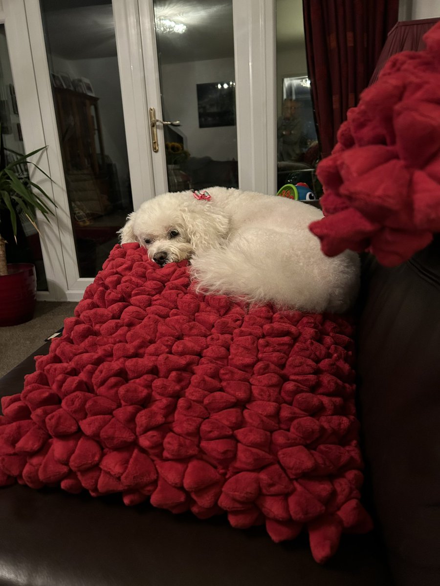 Been to groomers today definitely a princess 👑