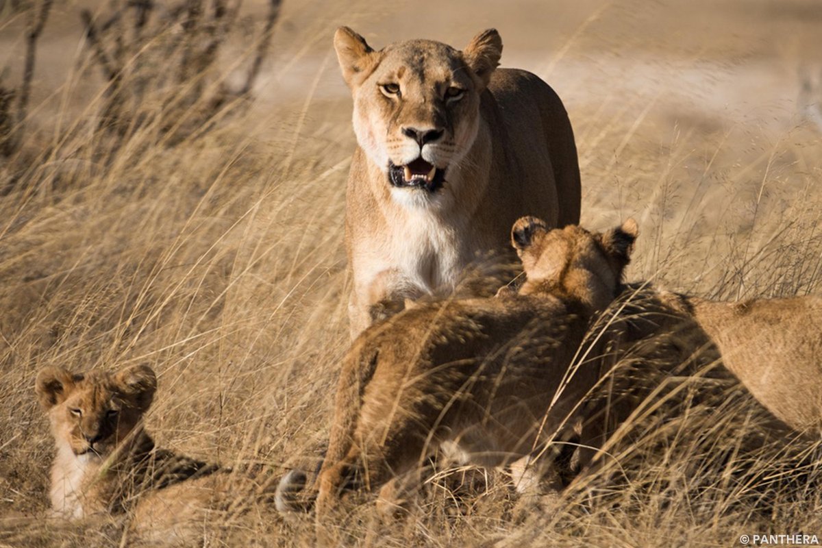 🤯🦁 Did you know wild lions once roamed Europe? Or that Senegal's lion population has doubled over the past few years?

Discover more interesting lion facts in Panthera's latest blog and make sure to share what you have learned with your network!