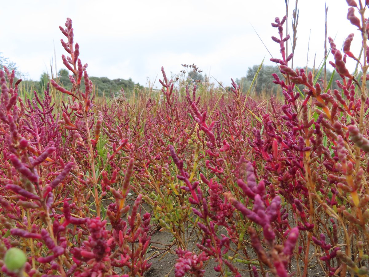 Zeekraal in herfstkleur.