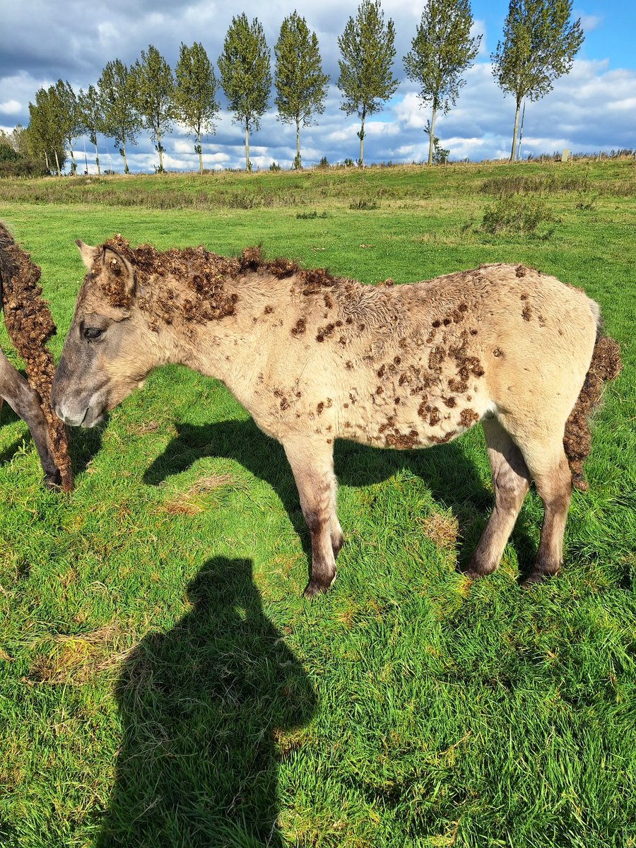 eddynagel2018's tweet photo. Sinds vonnis 9 juli 2024 CBB is dit ernstige dierenmishandeling in de Maasvallei Roosteren Limburg
Handhaving gedaan en aangifte
@staatsbosbeheer en @FREE_Nature overtreden Wet  @Politie @NVWADierwelzijn
@blckbxnews @ongehoordnedtv @limburg 
#Debate2024 #Gaza #Protest https://t.co/IpAMBMYYQT