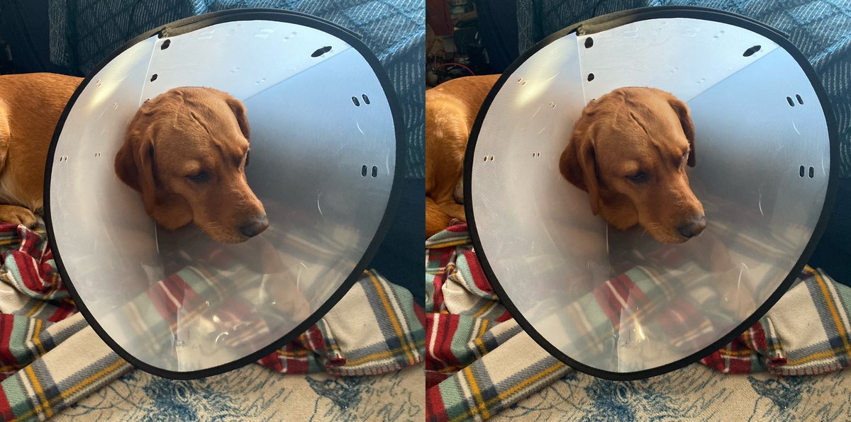 StereoSimian's tweet image. Poor @DoggoPunky - in the wars again! 

Not sure exactly what happened, but at some point something pierced her back left leg - maybe a sharp stick or something - which led to an infection and painfully swollen joints. 

She’s recovering from the operation, still very groggy.