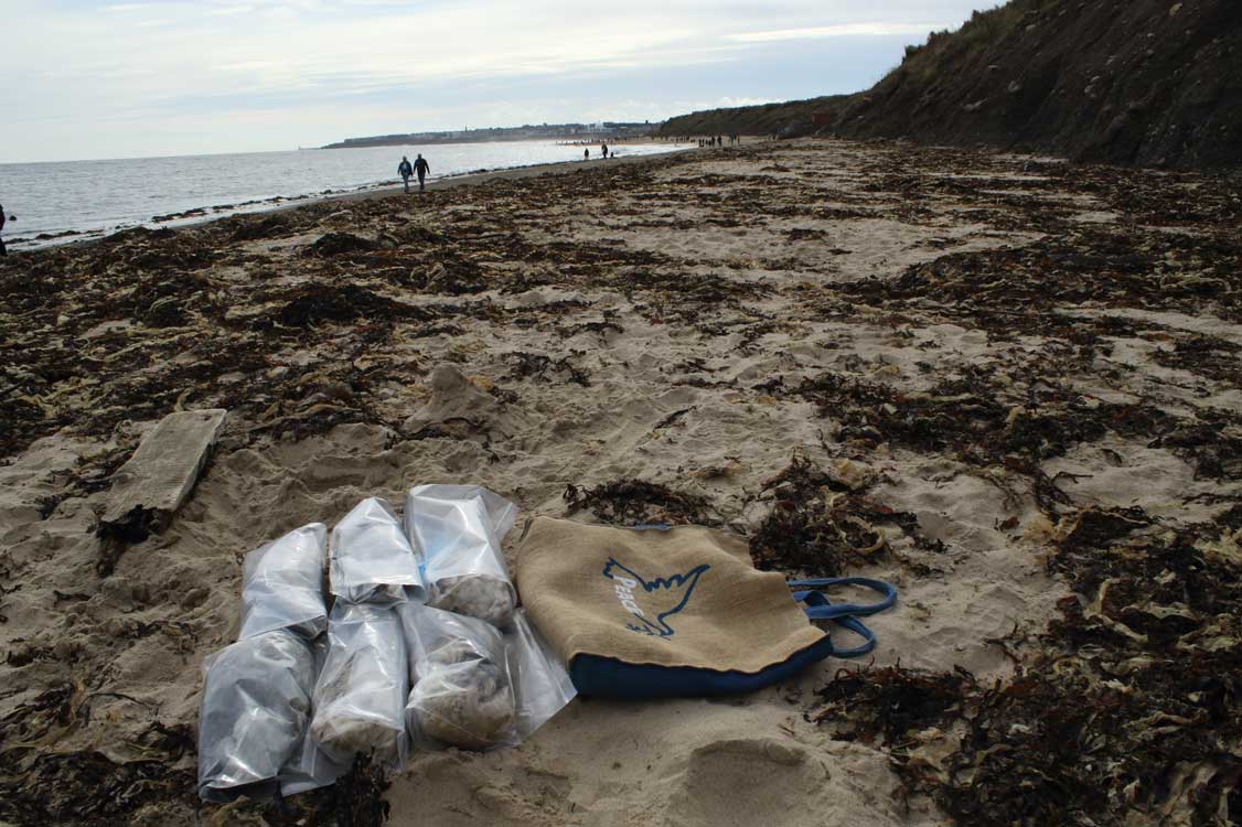 Dan Turner (@dant_coast) on Twitter photo Sunday, 29 September 2024.
Another <a href="/NEBBS11/">Northeast England Beached Bird Surveys</a> survey on the NE coast of England. Here, I sadly show six individually bagged fulmars collected today from the northern section of Whitley Bay beach (Tyne and Wear) – part of a wreck of this super seabird species. @NENature_ <a href="/NTBirdClub/">Northumberland & Tyneside Bird Club</a> Sunday, 29 September 2024.
Another <a href="/NEBBS11/">Northeast England Beached Bird Surveys</a> survey on the NE coast of England. Here, I sadly show six individually bagged fulmars collected today from the northern section of Whitley Bay beach (Tyne and Wear) – part of a wreck of this super seabird species. @NENature_ <a href="/NTBirdClub/">Northumberland & Tyneside Bird Club</a>