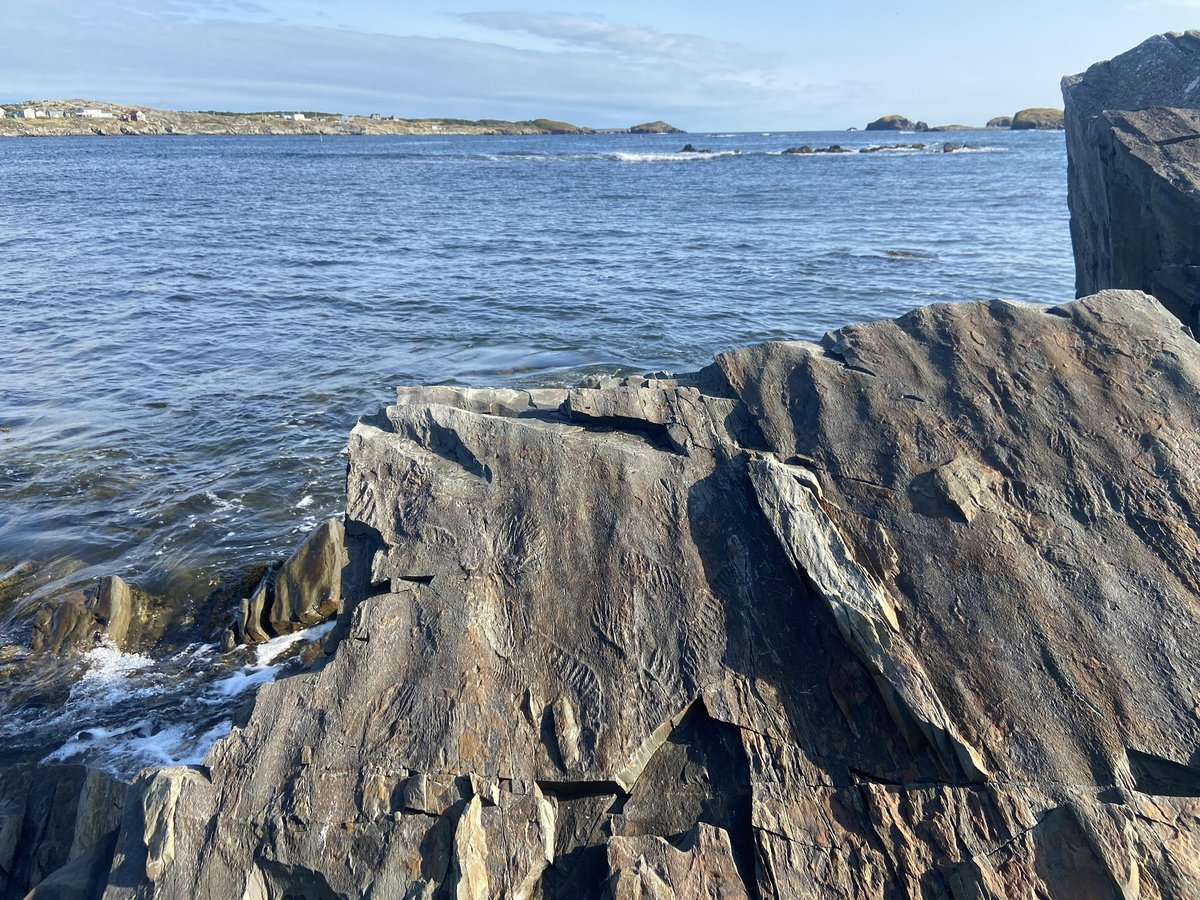 Emily G Mitchell (@egmitchell) on Twitter photo Interested in doing a PhD with <a href="/DeepTimeEcology/">Deep Time Ecology</a> <a href="/CamZoology/">Dept of Zoology</a> ? we have two great projects - with <a href="/DrManica/">Andrea Manica</a> investigating the eco-evolutionary dynamics of Ediacaran early animal communities zoo.cam.ac.uk/2025-26-projec… Interested in doing a PhD with <a href="/DeepTimeEcology/">Deep Time Ecology</a> <a href="/CamZoology/">Dept of Zoology</a> ? we have two great projects - with <a href="/DrManica/">Andrea Manica</a> investigating the eco-evolutionary dynamics of Ediacaran early animal communities zoo.cam.ac.uk/2025-26-projec…