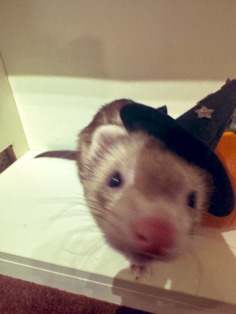 ThisIsMeNow17's tweet photo. Ferret and guinea pigs are getting spooky. https://t.co/jjNhCdoBVO