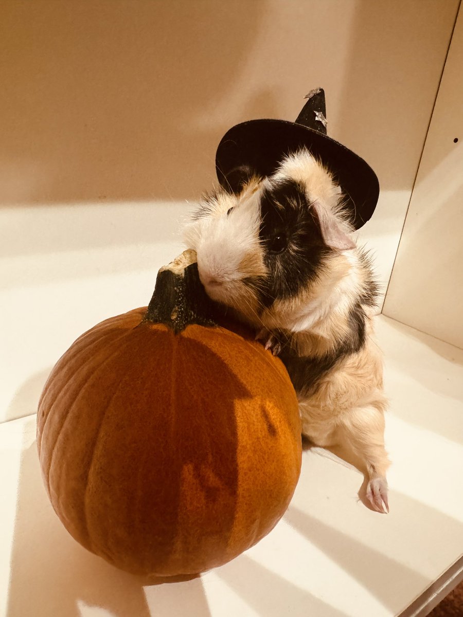 ThisIsMeNow17's tweet photo. Ferret and guinea pigs are getting spooky. https://t.co/jjNhCdoBVO