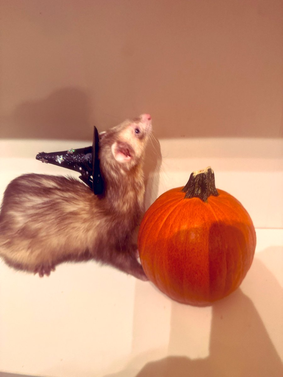 ThisIsMeNow17's tweet photo. Ferret and guinea pigs are getting spooky. https://t.co/jjNhCdoBVO