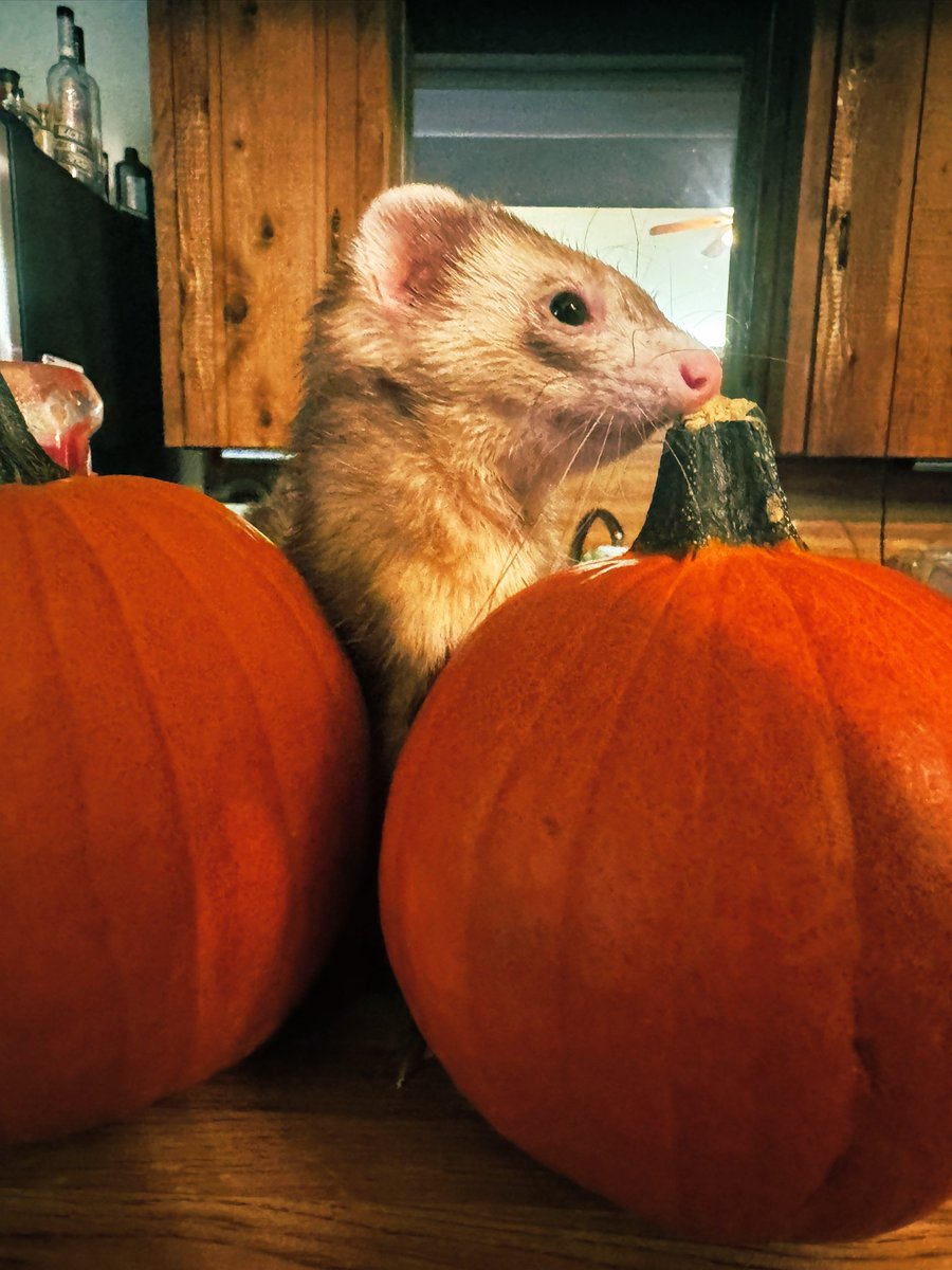 ThisIsMeNow17's tweet photo. Ferret and guinea pigs are getting spooky. https://t.co/jjNhCdoBVO