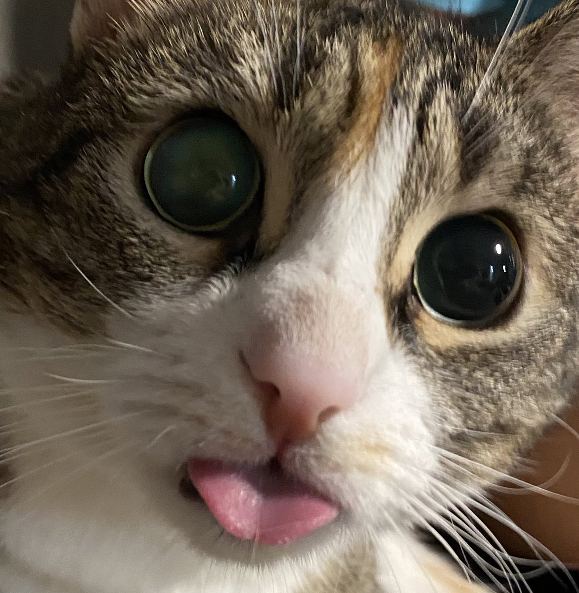 Bıngıl Kaplanı (@pocakedi) on Twitter photo 