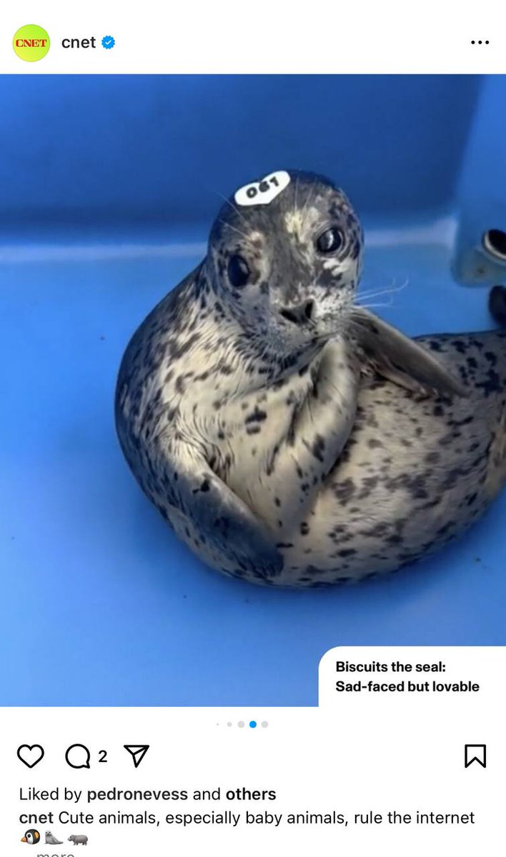 BiscuitsTheSeal's tweet photo. There are so many humans that want to be my friends.

I love you all, but please be sure to virtually adopt me and support @vammrs in helping other cute, sick animals like me get back to the life we deserve. 

You can virtually adopt me here: https://t.co/pJGNXZh2Is https://t.co/l71sXhzm2p
