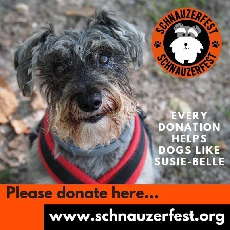 Susie-Belle, the dog who started it all 🧡 Adopted in 2011 she was to enjoy just 4 years with Janetta. We continue Susie-Belle’s work with your generous support.Any donation you can make this month, however small will change lives, thank you 🙏
buff.ly/3NfLq5m