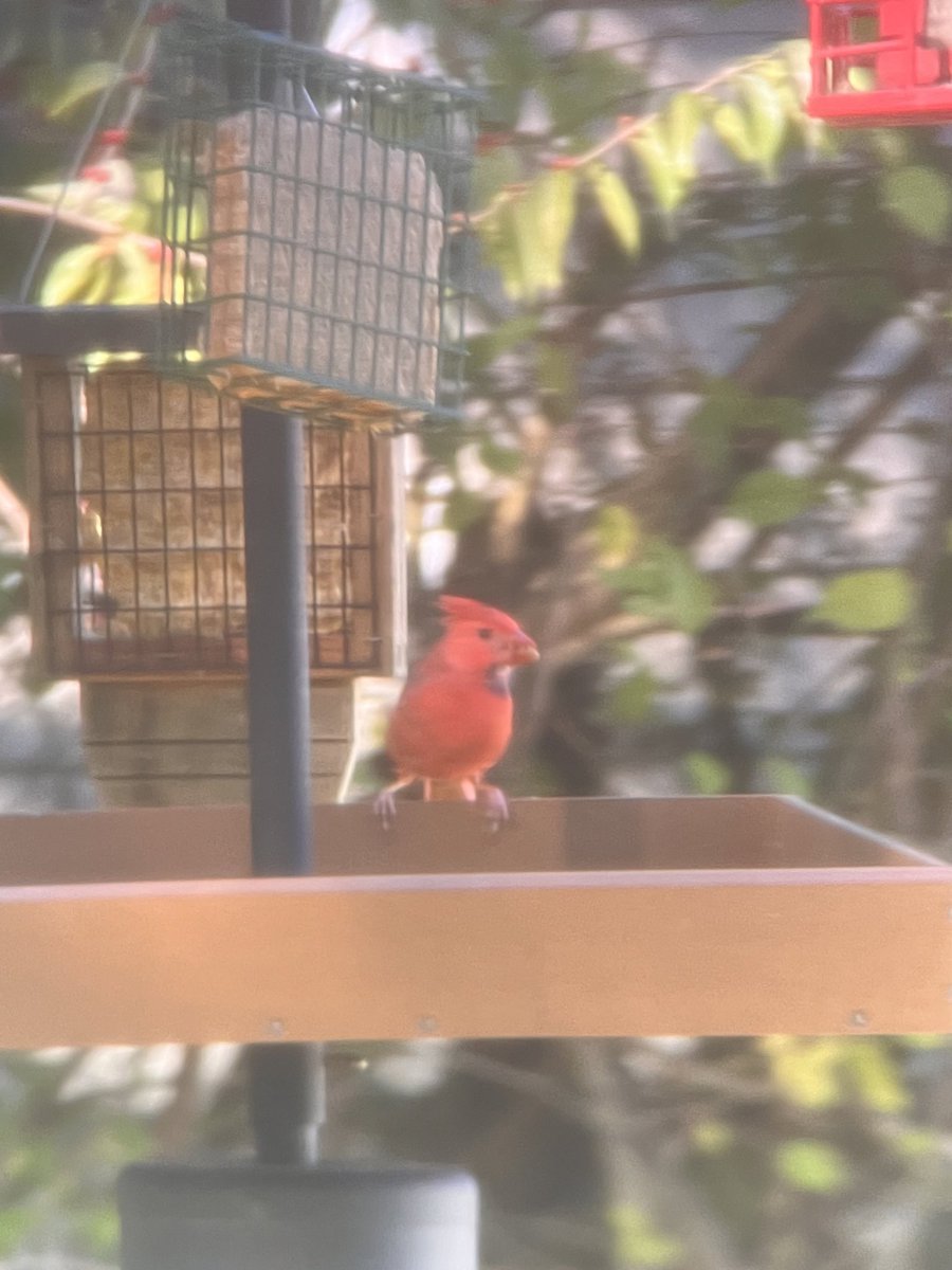 Bird 🌲🦆 tweet media