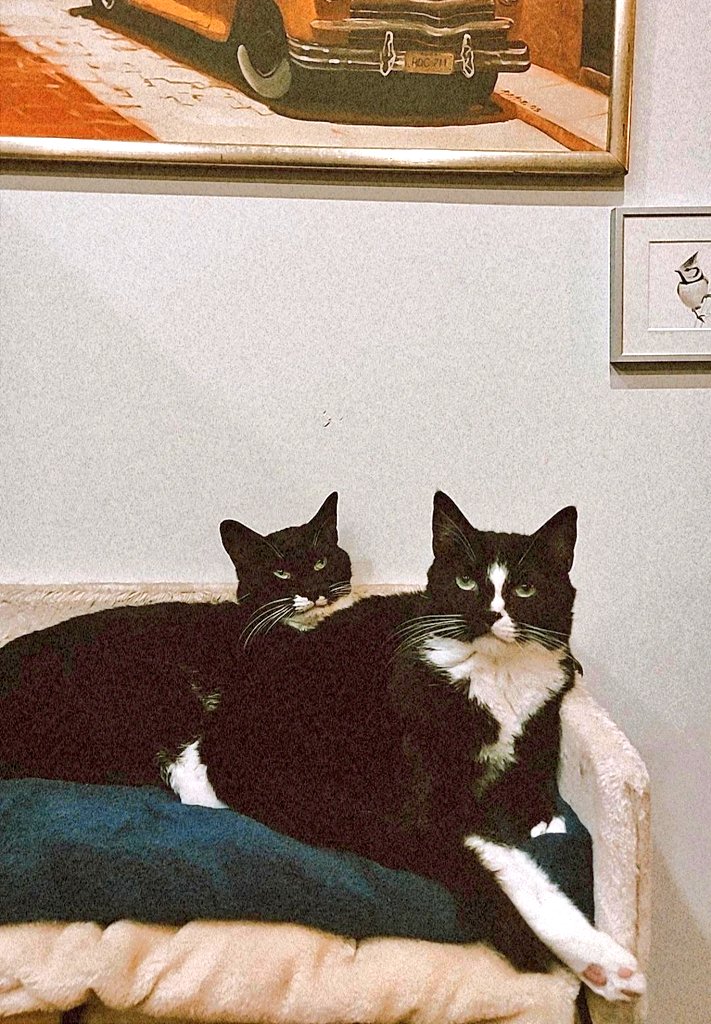 Rogue & Ranger tweet media