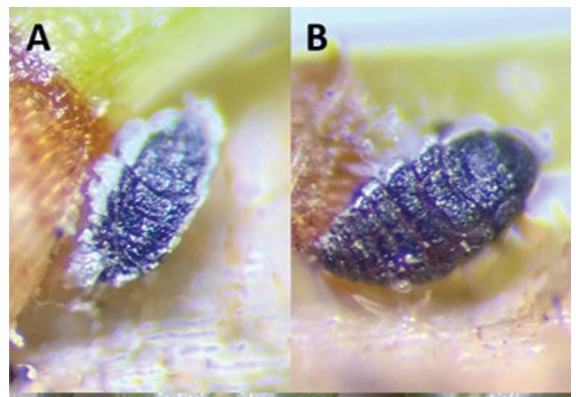 CornellCSCU's tweet photo. CSCU Assisted Pub: Observation of key phenological stages of hemlock woolly adelgid (Hemiptera: Adelgidae): using citizen science as a tool to inform research and management https://t.co/zlOH4LX32c @CornellCALS @CornellEEB @CornellRsrch #CSCUassists https://t.co/aTVqvs4xl3