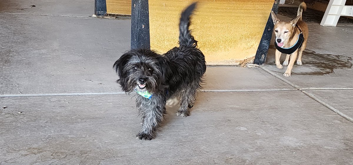 .<a href="/whatsuptucson/">Whats Up Tucson</a> anyone missing these cuties? I rescued them on 9/29 by 6th Ave just north of Irvington #stray #Chihuahua