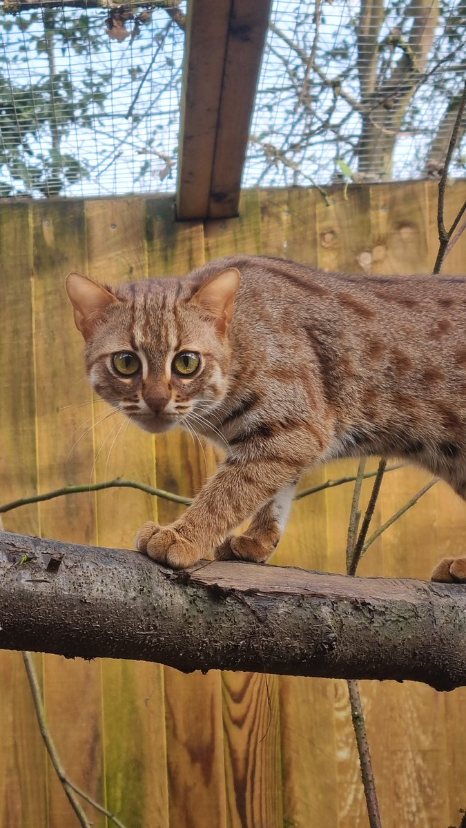 🌿🐱 Did you know the tiny rusty-spotted cat is one of the world's smallest and most endangered felines? Native to India and Sri Lanka, they face threats from habitat loss, human conflict, and illegal wildlife trade. 🌍🆘