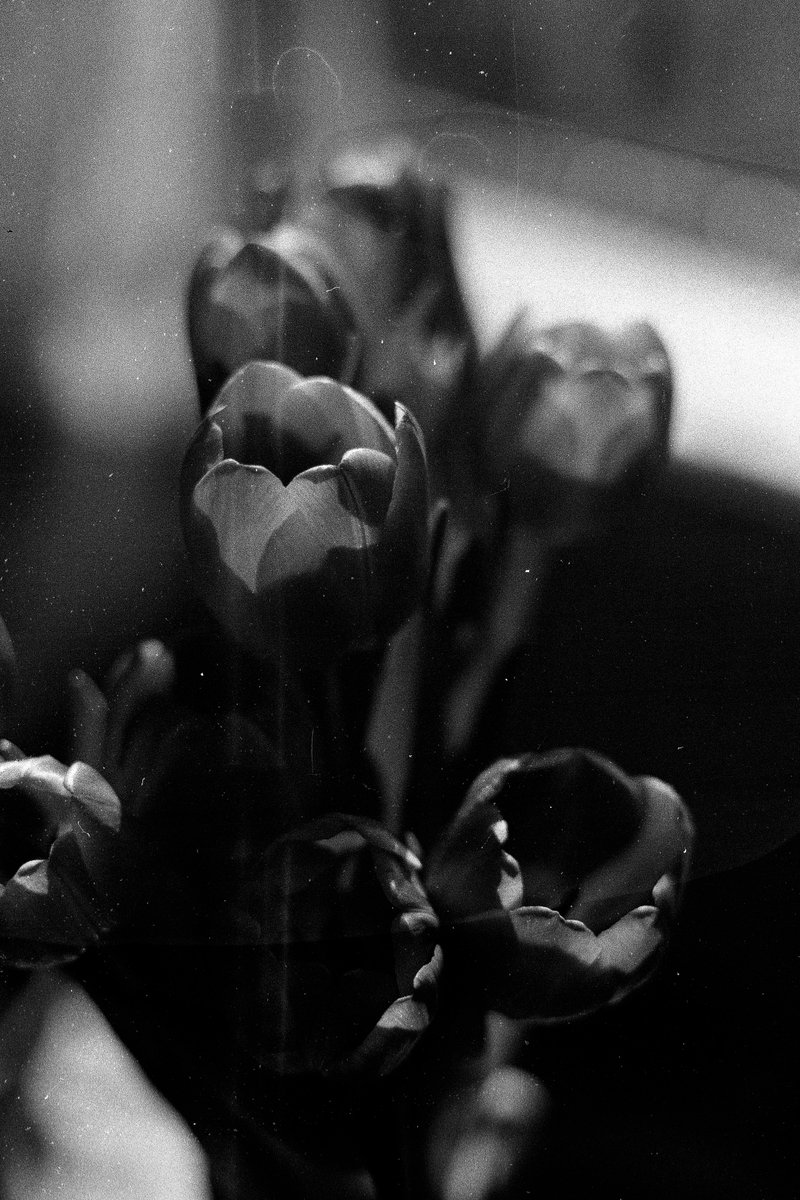 Jour 3 : Éphémère
#31themesAnalogChallenge

Scan dégueu en rab