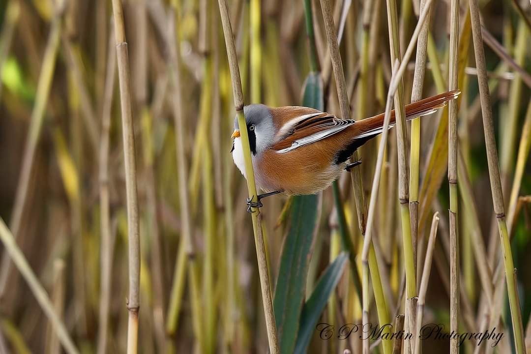 chris martin (@chris5394) on Twitter photo Went to visit Aldborough Flats to photograph one of my favourite birds. The stunning Bearded Tits. (Panurus biarmicus) Will be visiting them again some time this month.
<a href="/BBCSpringwatch/">BBC Springwatch</a> <a href="/WildlifeMag/">BBC Wildlife</a> <a href="/BBCCountryfile/">BBC Countryfile</a> <a href="/BirdwatchExtra/">Birdwatch</a> <a href="/britishbirds/">British Birds</a> Went to visit Aldborough Flats to photograph one of my favourite birds. The stunning Bearded Tits. (Panurus biarmicus) Will be visiting them again some time this month.
<a href="/BBCSpringwatch/">BBC Springwatch</a> <a href="/WildlifeMag/">BBC Wildlife</a> <a href="/BBCCountryfile/">BBC Countryfile</a> <a href="/BirdwatchExtra/">Birdwatch</a> <a href="/britishbirds/">British Birds</a>