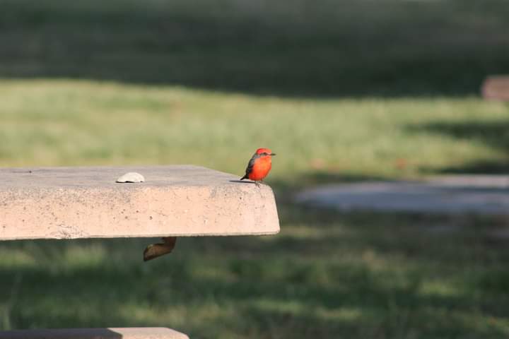 Would you have a picnic with him? Be honest