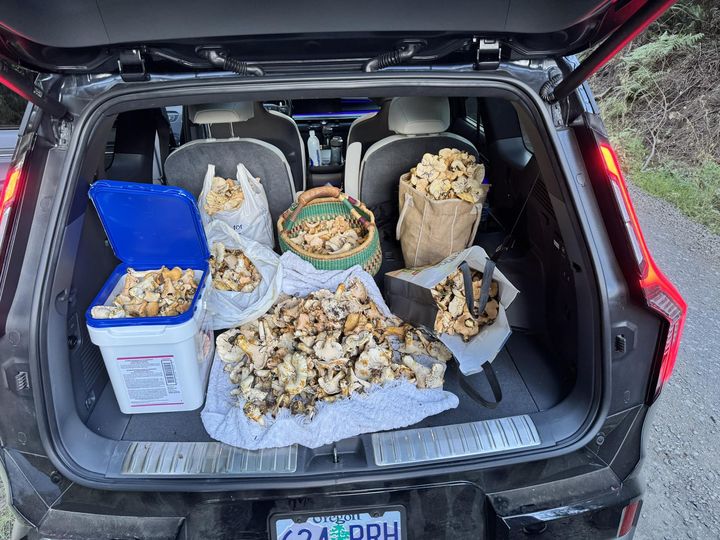 Mushroom Hunting Club tweet media