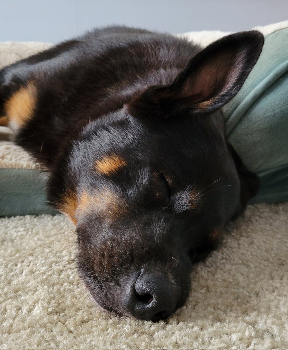 Yuri Pride (@yuripridemd) on Twitter photo A heartbreaker today
RIP to my beautiful and loving girl, Huma
Go get those bunnies, baby dog A heartbreaker today
RIP to my beautiful and loving girl, Huma
Go get those bunnies, baby dog