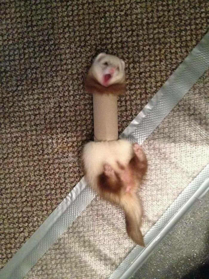 yarnferret's tweet photo. this is who you’re asking to work a 9-5 😰 https://t.co/yh480nVZhu