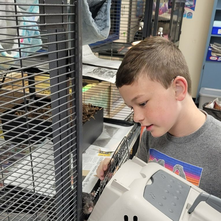 Plano_Schools's tweet photo. 4th and 5th Graders from @HughstonMustang, as well as their teachers, volunteered to care for the animals in their science lab this morning. What a tremendous way to display #DedicatedtoCaring on this #ThoughtfulThursday! โค๏ธ https://t.co/TVo5E7P1oE