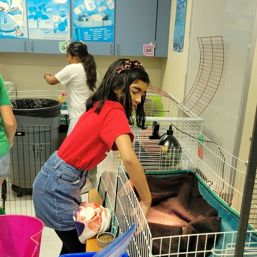 Plano_Schools's tweet photo. 4th and 5th Graders from @HughstonMustang, as well as their teachers, volunteered to care for the animals in their science lab this morning. What a tremendous way to display #DedicatedtoCaring on this #ThoughtfulThursday! โค๏ธ https://t.co/TVo5E7P1oE