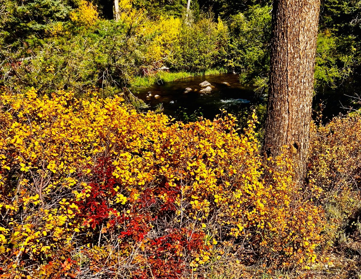 Upper Gunnison River tweet media