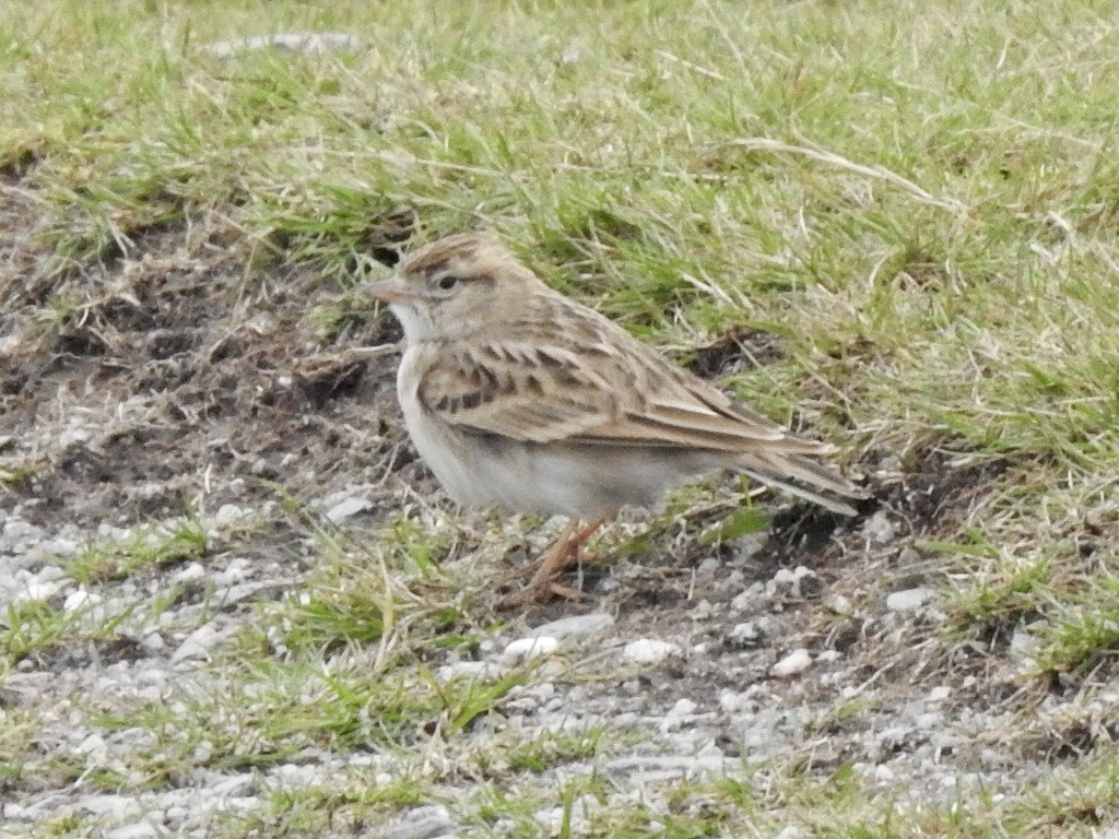 Enjoyable few days on Lundy Island- Highlights included this Short Toed Lark, Pied &amp; Spotted Flycatcher, Firecrests, Redstart, Merlin &amp; a good passage of Hirundines