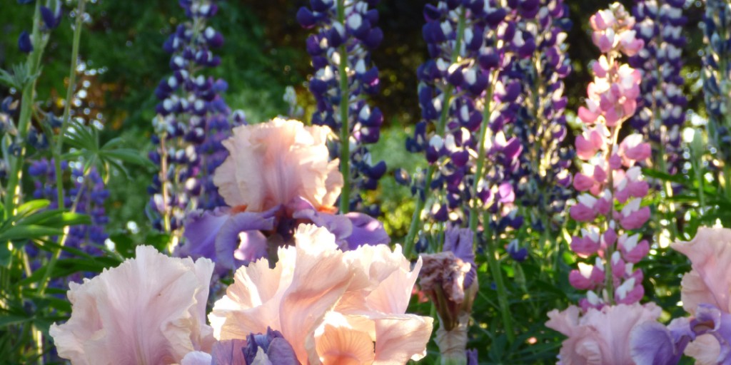 HCGPlants's tweet photo. Bearded Iris are stand-alone beauties, but they pair exceptionally well with favorite perennials Including Nepeta, Salvia, and Lupine -- just to name a few.  

Comment to share your favorite Bearded Iris combinations!

#BeardedIris #Nepeta #Salvia #Lupine #GardenDesign https://t.co/LfUGcVwH0W