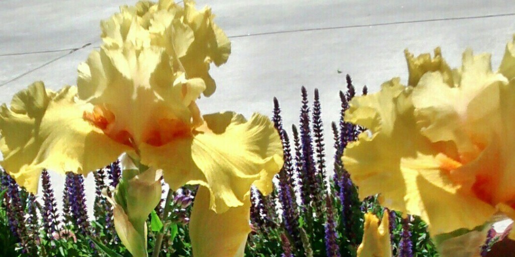 Bearded Iris are stand-alone beauties, but they pair exceptionally well with favorite perennials Including Nepeta, Salvia, and Lupine -- just to name a few.  

Comment to share your favorite Bearded Iris combinations!

#BeardedIris #Nepeta #Salvia #Lupine #GardenDesign