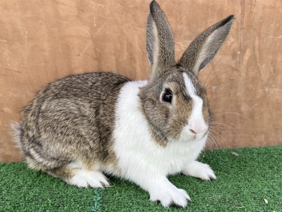 LACityPets's tweet photo. Meet some of our adoptable rabbits at our East Valley Center! 🐾

🐰 Bonita #A2155645
🐰 Manchas #A2155646
🐰 Peanut #A2155654

#lacitypets #adopt #rabbits #rabbitsofLA #losangeles https://t.co/xgBtZkP2BX