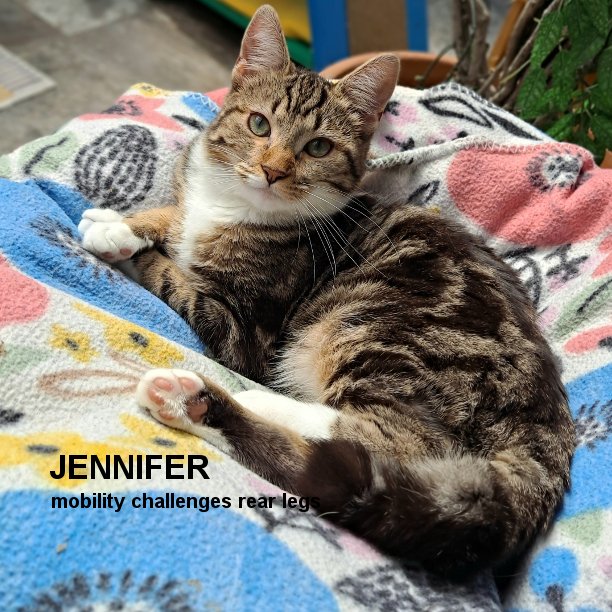 SNAPCats's tweet photo. Jennifer is 1 year-old and a typical kitten: running, playing, climbing, and wanting to be in your lap for pets and attention. Oh, and her coat is as soft and smooth as you’ll ever feel! Jennifer’s mild mobility challenges in her rear legs is hardly even noticeable. #snapcats https://t.co/7lSLS2yZxB