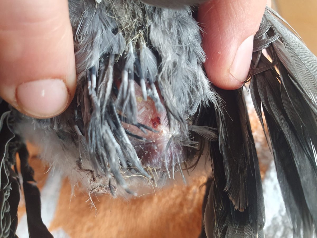 PIT_Taubenherz's tweet photo. Update #Alfons #Woodpigeon
Ihm wurde der Bürzel abgebissen.
1. Foto: 21.09.
2. Foto: 02.10.
Behandlung mit #Manukahonig #Medilusan und #Medigel
Alfons ist in #Ringelhausen bei Anke. Foto 3 zeigt die Kruste mit dem Nahtmaterial, welches sich am 02.10. gelöst hat. #Ringeltaube https://t.co/A8gKeRIMqP