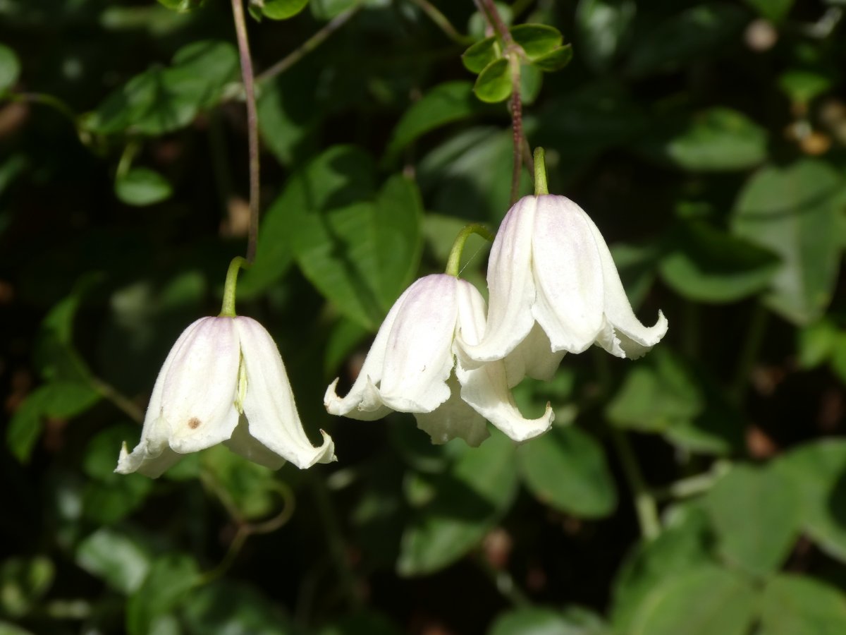 I love having Clematis climbing up shrubs that flowered earlier, this is in flower now, I have no idea of its name, Any ideas ?
#Autumn #Clematis #WhiteFlowers #Climbers #OrganicGarden #GardenJoy