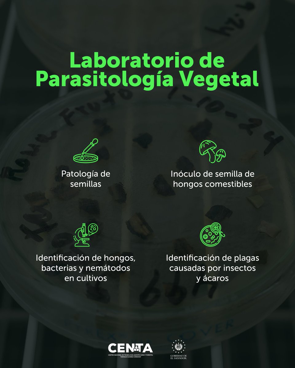 🔬 Nuestros especialistas del Laboratorio de Parasitología Vegetal emplean tecnología y técnicas para detectar y combatir plagas y enfermedades. Además, te ofrecemos una amplia gama de servicios especializados que garantizan la salud de tus cultivos.

📞Para información y