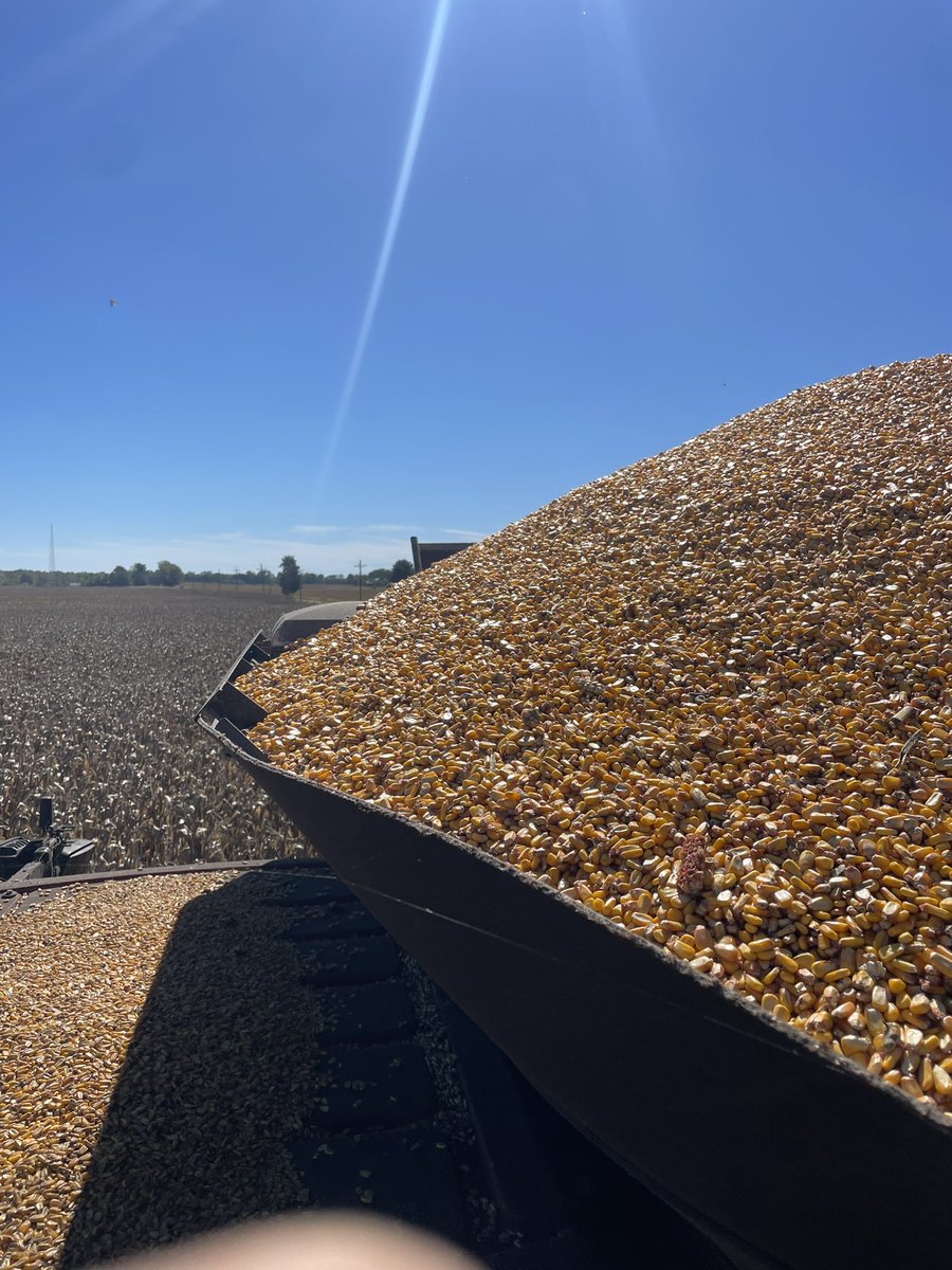 rmellenc's tweet photo. The #cabcorn ainโt mine #sinsofthefather #harvest24 https://t.co/YGOOaL4oXf
