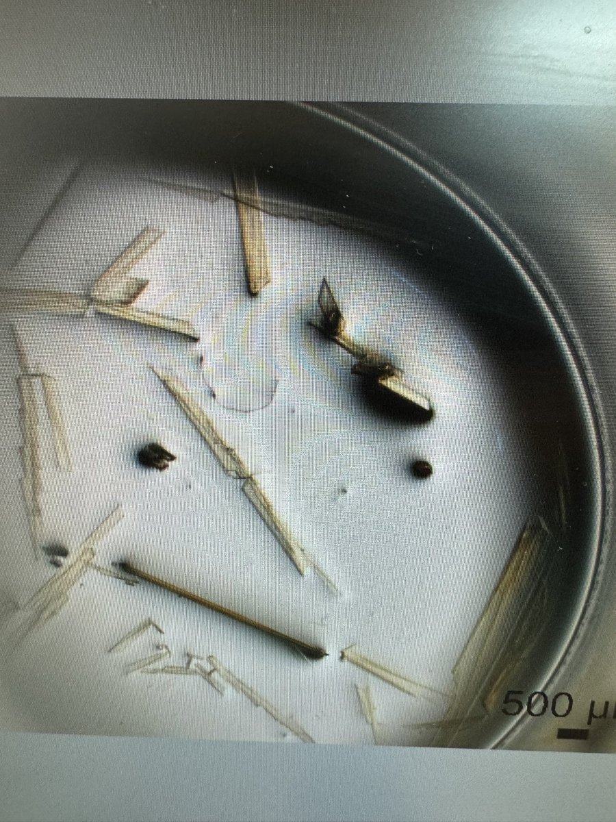 Go big or go home <a href="/EmilyMikeska/">Emily Mikeska</a>: Texas sized Np and Pu compounds