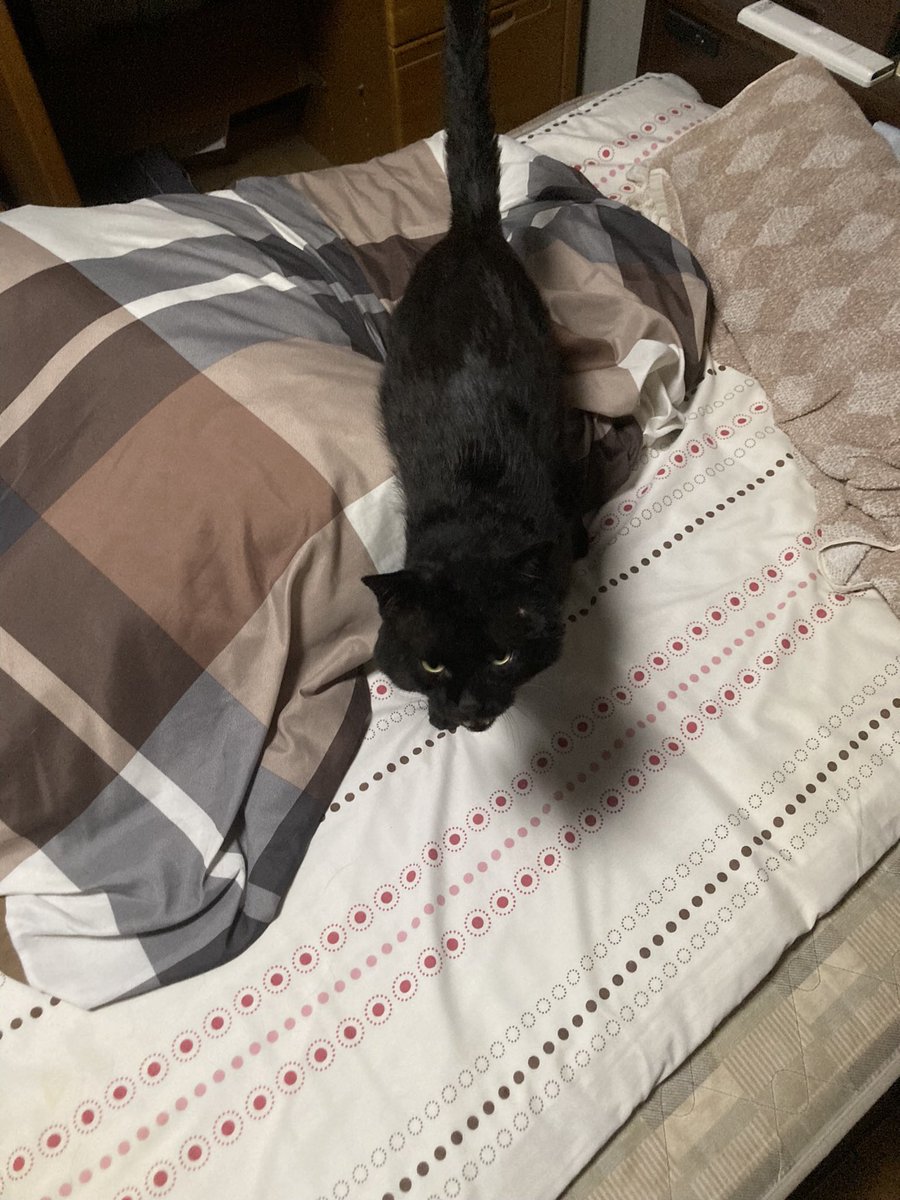 bebe_yoshida's tweet photo. 我が家の愛猫を探してます！
些細な情報で良いので、お見かけの際はご一報いただきたいです！ご協力よろしくお願いいたします！
名前:べべ　性別:オス　年齢:9歳
身体の大きな黒猫です。背中に少し白い毛が混じっているのが特徴です。
#迷子猫  #迷い猫 #黒猫 #奈良県 #安堵町 #斑鳩町 https://t.co/0CWrQBpnQK