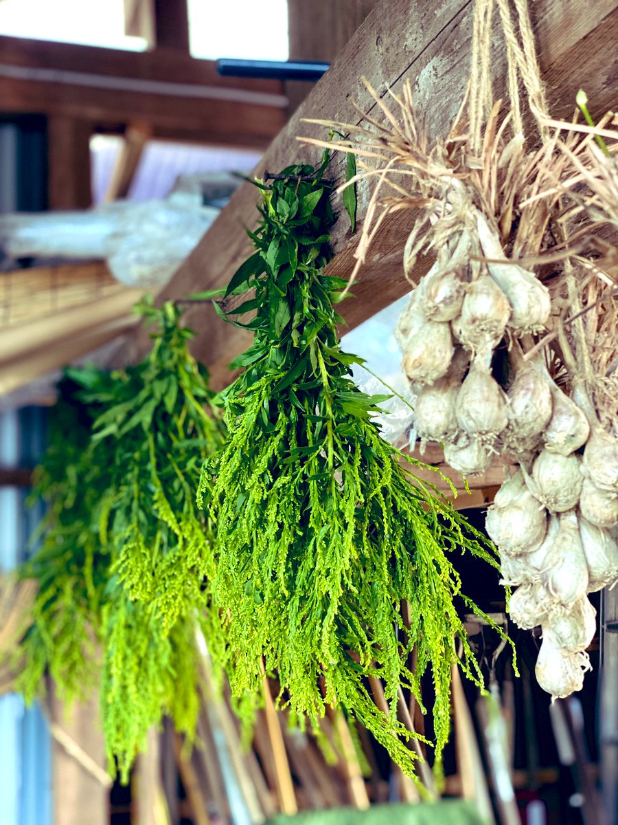 mui___shizen's tweet photo. と紹介されています◎

花が咲く前の蕾の状態で茎ごと収穫し、風通しの良い場所で5〜7日間陰干しして乾燥させ

細かく刻んでお茶にしたり、洗濯ネットに入れて入浴剤として使うことができます◎

セイタカアワダチソウはよくブタクサと間違われ、花粉症の原因とされることがありますが→ https://t.co/RDx764UG2h