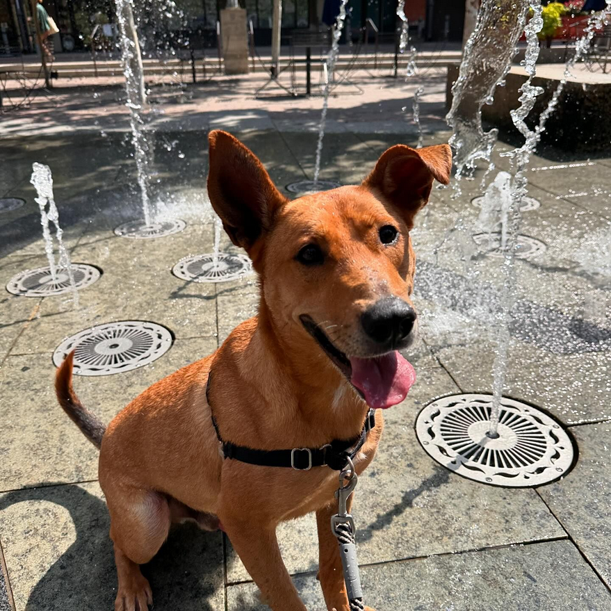 sahumane's tweet photo. Two of our longest residents, Alfredo &amp; Sgt. Snugglebug, enjoyed a #DogDayOut at @HistoricPearl today. They had so much fun exploring &amp; getting some time out of the shelter. Both of these boys LOVE to play with other dogs &amp; are so sweet &amp; well-behaved. 😍 #adoptme #SanAntonio https://t.co/jmc6apvTBi