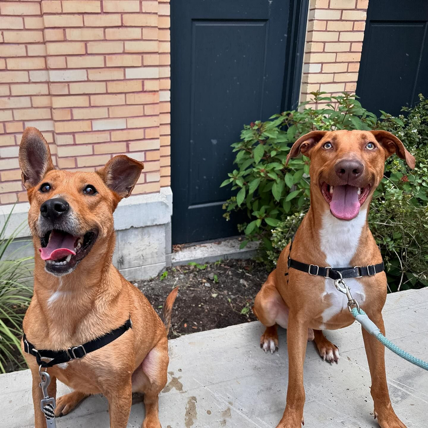 sahumane's tweet photo. Two of our longest residents, Alfredo &amp; Sgt. Snugglebug, enjoyed a #DogDayOut at @HistoricPearl today. They had so much fun exploring &amp; getting some time out of the shelter. Both of these boys LOVE to play with other dogs &amp; are so sweet &amp; well-behaved. 😍 #adoptme #SanAntonio https://t.co/jmc6apvTBi