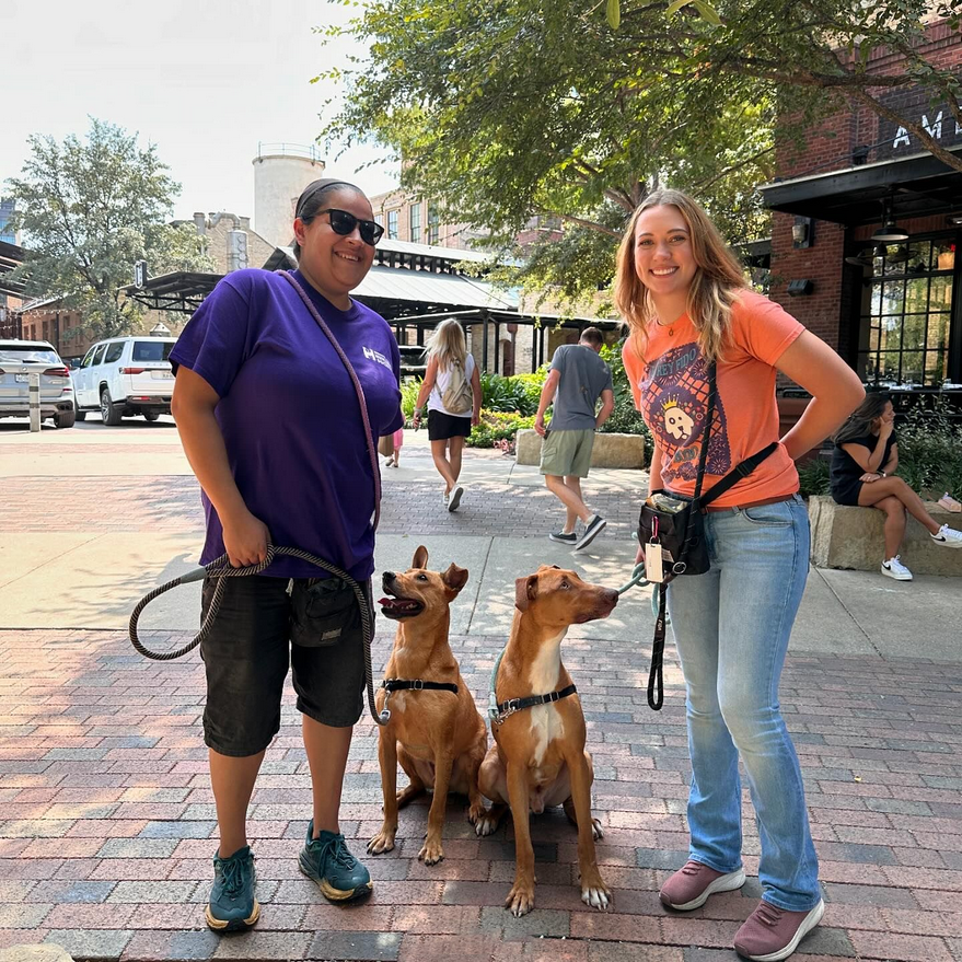 sahumane's tweet photo. Two of our longest residents, Alfredo &amp; Sgt. Snugglebug, enjoyed a #DogDayOut at @HistoricPearl today. They had so much fun exploring &amp; getting some time out of the shelter. Both of these boys LOVE to play with other dogs &amp; are so sweet &amp; well-behaved. 😍 #adoptme #SanAntonio https://t.co/jmc6apvTBi
