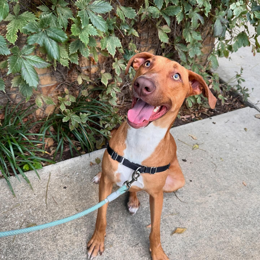 sahumane's tweet photo. Two of our longest residents, Alfredo &amp; Sgt. Snugglebug, enjoyed a #DogDayOut at @HistoricPearl today. They had so much fun exploring &amp; getting some time out of the shelter. Both of these boys LOVE to play with other dogs &amp; are so sweet &amp; well-behaved. 😍 #adoptme #SanAntonio https://t.co/jmc6apvTBi
