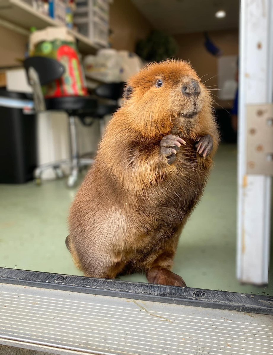 Nibi has captured the hearts of people in Massachusetts and around the country — including mine 🦫💕

I’m happy to report that we have issued a permit for Nibi to remain at a wildlife rescue as an educational beaver and inspire folks to protect our natural world.