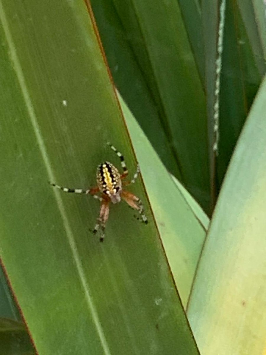 chavadabaduff's tweet photo. @Arachno_Cosas  Hola,  encontré esta amiga en mi e una maceta, nunca había visto una así en mis plantas ¿qué tipo de araña es?  Gracias https://t.co/MhQz5Ndrl7