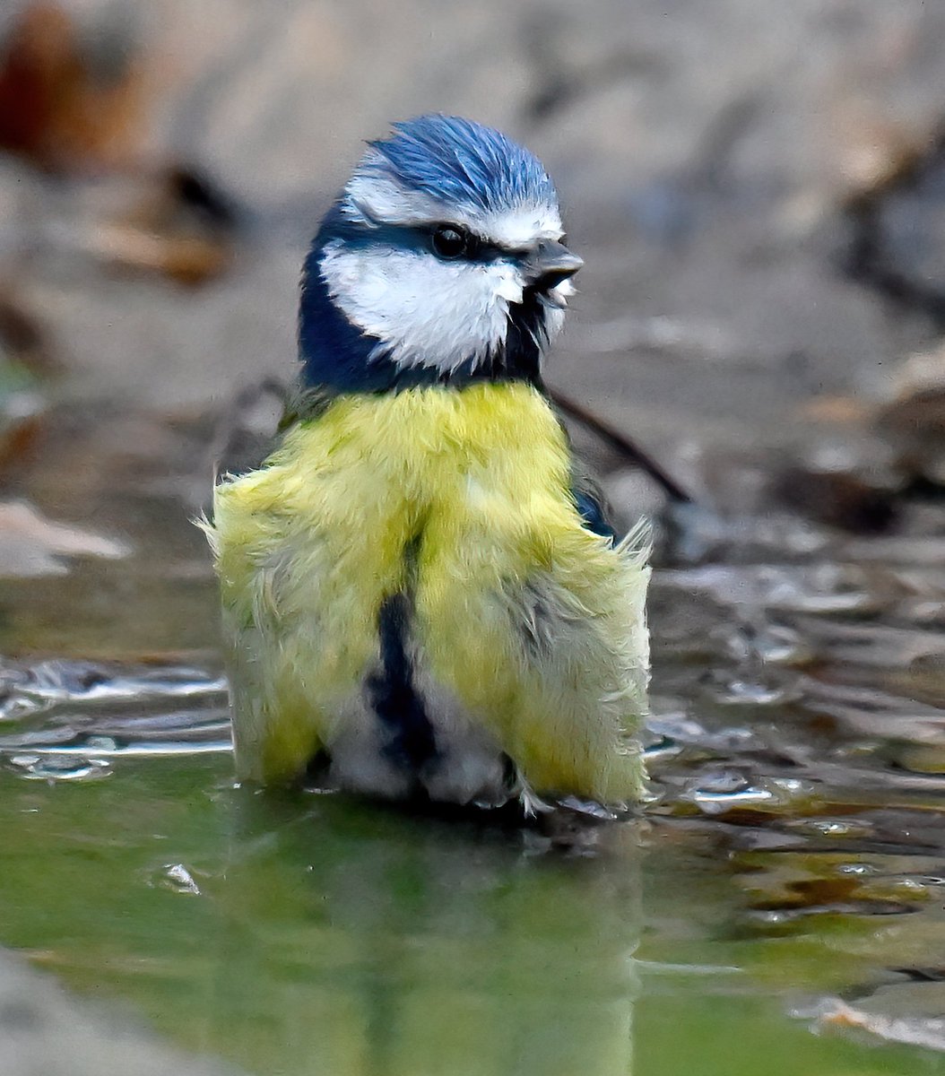 CarlBovisNature's tweet image. Blue Tit in a woodland puddle! 😍😀🐦