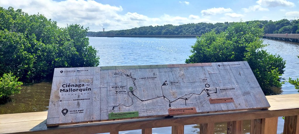 GBertrand_UE's tweet photo. ¡Qué alegría regresar a la Ciénaga de Mallorquín y ver que el ecoparque se ha vuelto realidad! Ese ecosistema precioso, que mucha gente en #Barranquilla no tenía presente, se está recuperando y convirtiendo en un lugar de educación ambiental y turismo sostenible.
🇪🇺🌳💦🇨🇴 https://t.co/6ZiF05OPc4