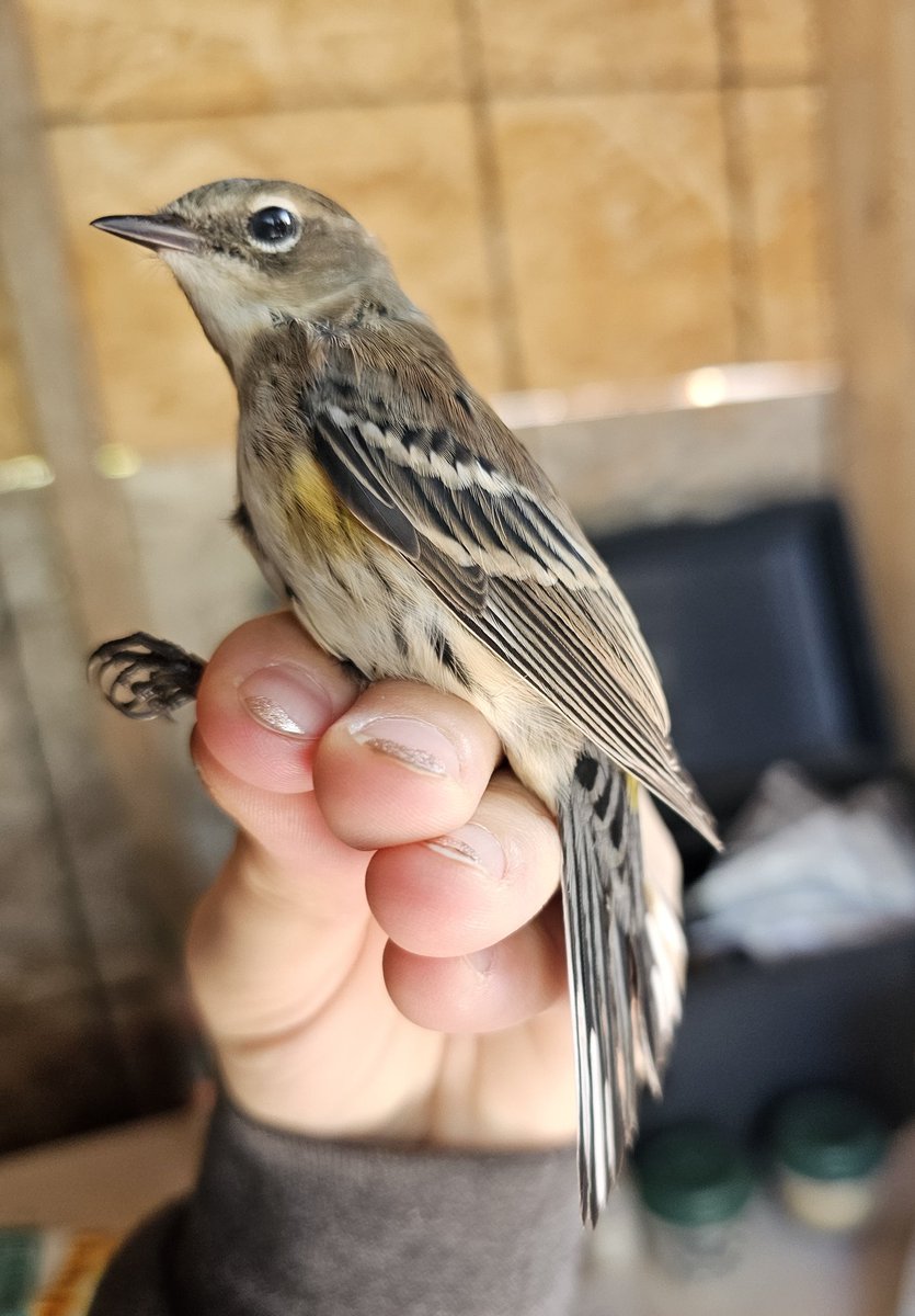Sarah_306's tweet photo. Yellow-rumped (Myrtle) Warbler banded today at Last Mountain Bird Observatory #MigrationMonitoring https://t.co/vSeg32PxeZ