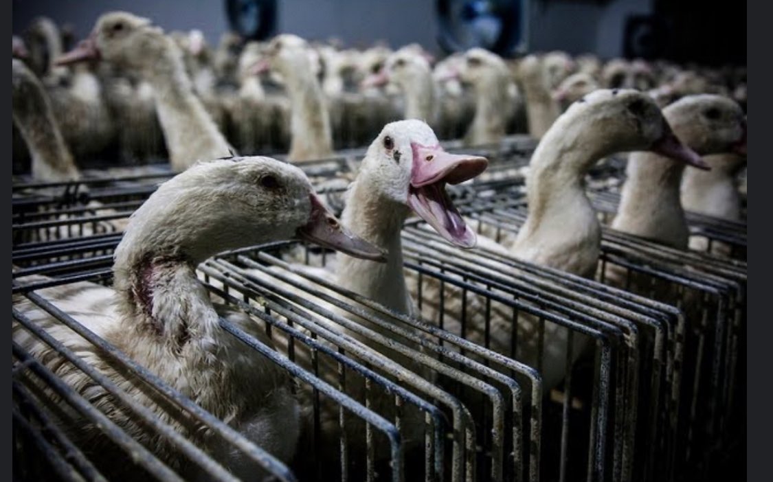 S_Catsgotmyback's tweet photo. 11.8 million #ducks every single day🩸 

#AnimalHolocaust #EthicsCrisis https://t.co/tBQoQ5CFs2